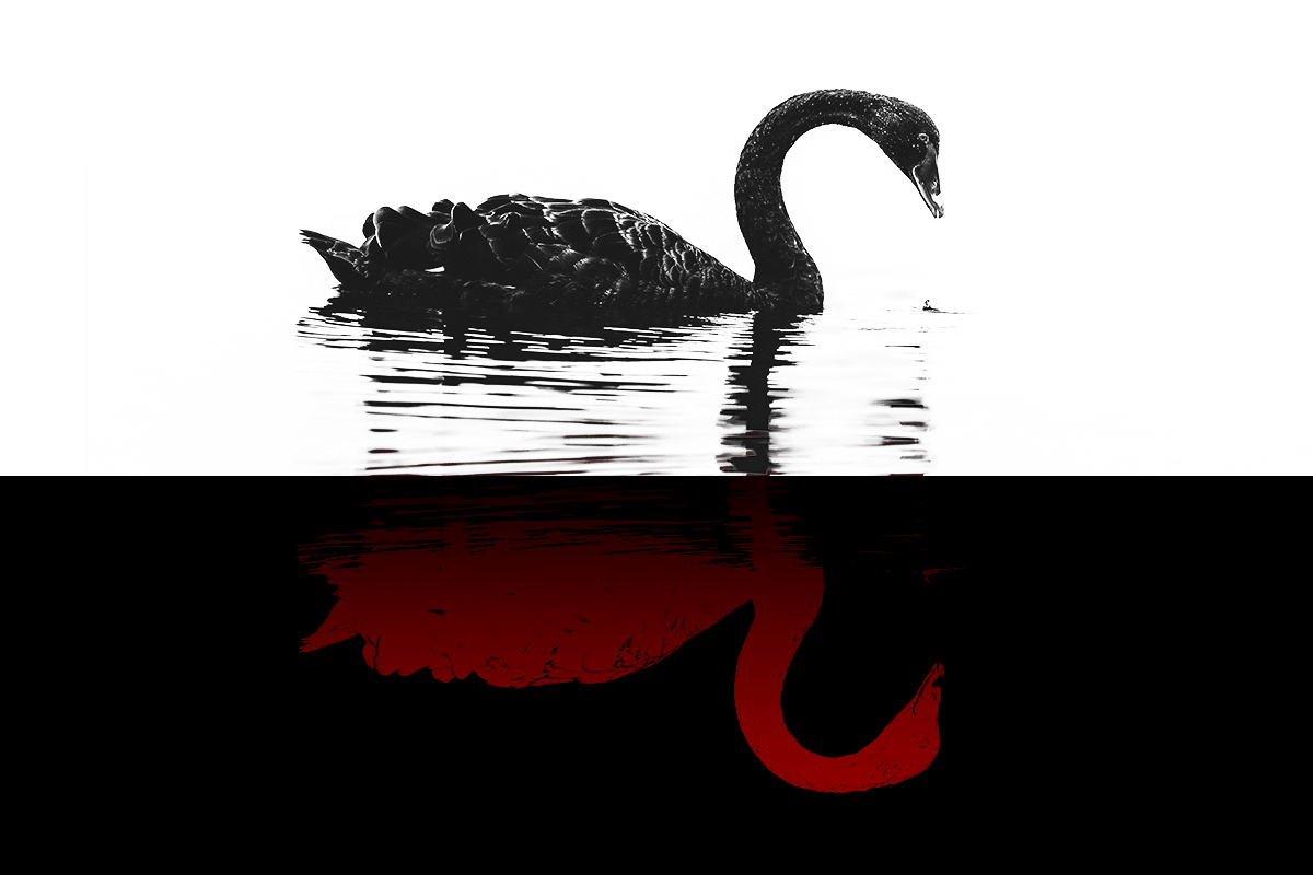 cisne negro